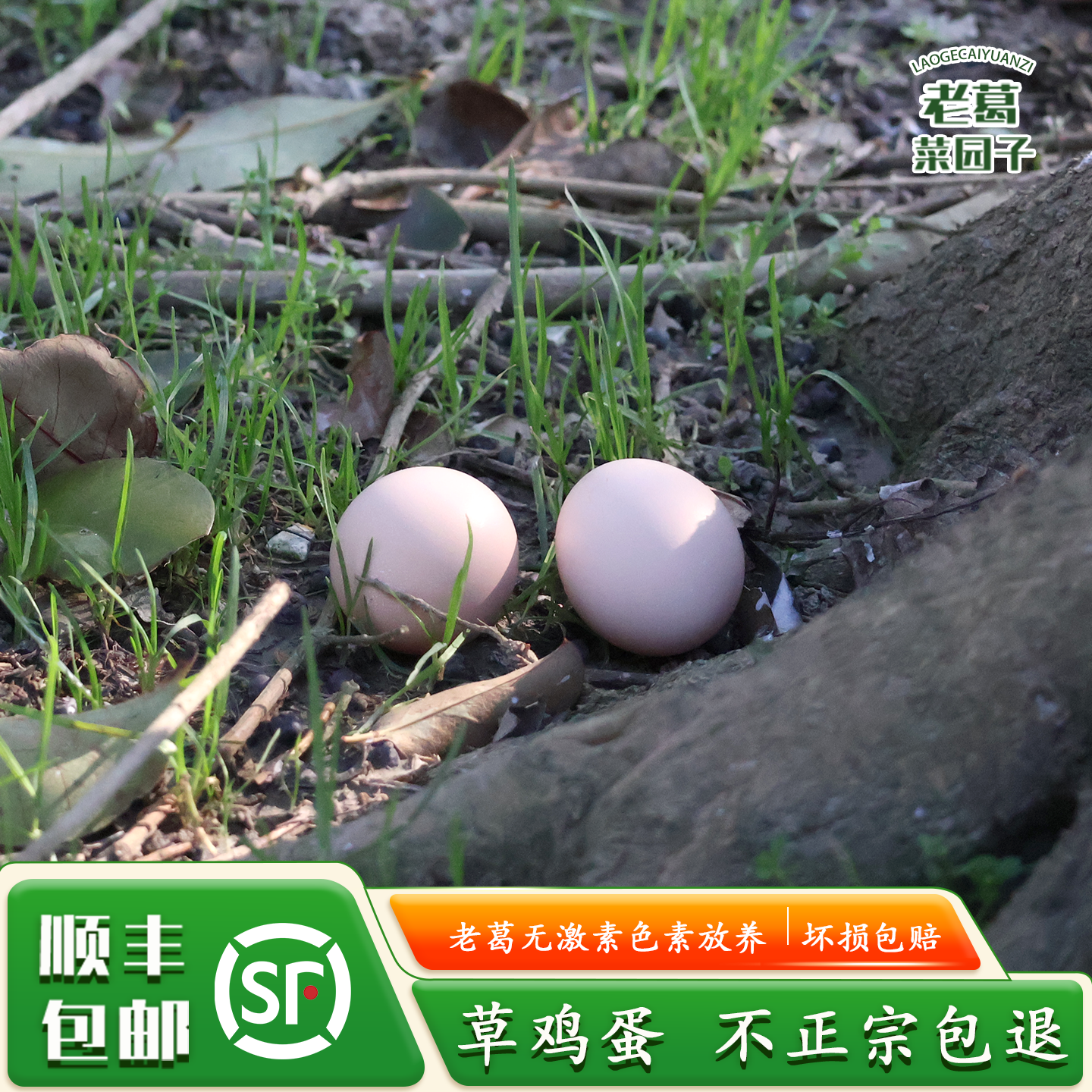 自家真正土鸡蛋正宗农家散养 早餐蛋 虫草土鸡蛋林下散养顺丰包邮