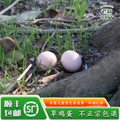 包邮 虫草土鸡蛋林下散养顺丰 早餐蛋 自家真正土鸡蛋正宗农家散养