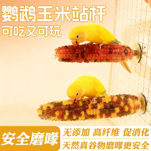 鹦鹉玉米站杆磨牙玩具