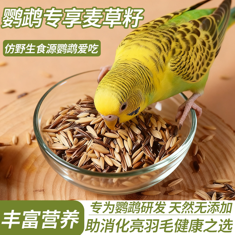 鹦鹉双拼麦草籽训练奖励零食