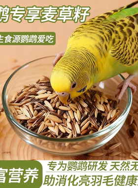 鹦鹉双拼麦草籽训练奖励零食