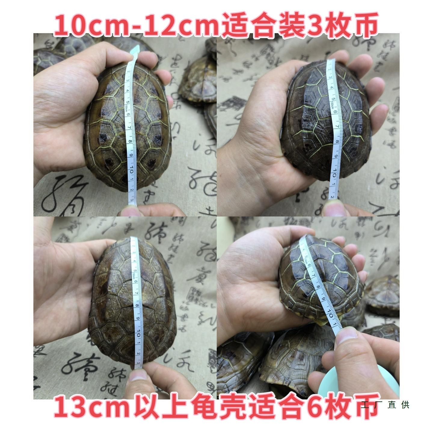 天然文玩真乌龟壳摇卦六爻文玩龟甲卜乾隆通宝铜钱 天然真草龟壳