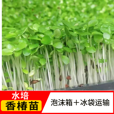 基地直发新鲜香椿苗现摘现发