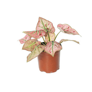 海蒂 花园彩叶芋种球白色恋人桌面盆栽粉色飞溅观叶植物室内绿植