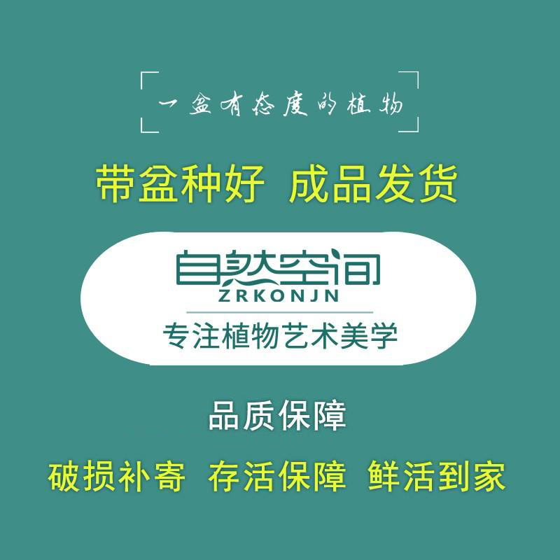 小五编发财树盆栽辫子造型盆景桌面观赏摆件盆景好养室内绿植礼品