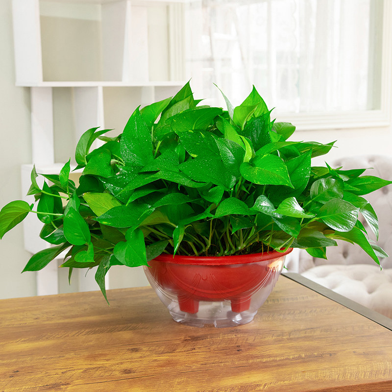大叶绿萝长藤大盆室内盆栽除甲醛植物客厅办公室绿植水培吊兰绿箩