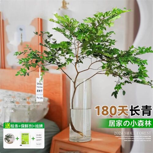 美男树水培植物鲜切枝室内好养四季无土纯水培绿植水养马醉木吊钟