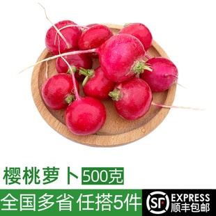 新鲜樱桃萝卜500g 圆萝卜生吃蔬菜沙拉食材 迷你小红萝卜水果萝卜