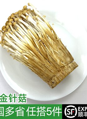 食用菌火锅煲汤食材新鲜黄金针菇