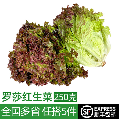 新鲜红叶生菜250g  罗莎红紫叶生菜罗沙红 西餐沙拉蔬菜生菜食材