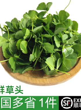 新鲜草头 上海本地农家三叶菜 新鲜蔬菜金花菜苜蓿草本地草头