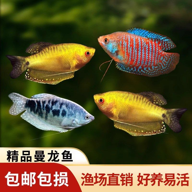 速发曼龙鱼热带淡水鱼蓝曼龙黄曼龙小型丝足鱼五彩丽丽好养耐活观