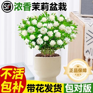 速发宝珠茉莉花盆栽带花苞重瓣大植苗老桩室内四花浓香花卉绿季物