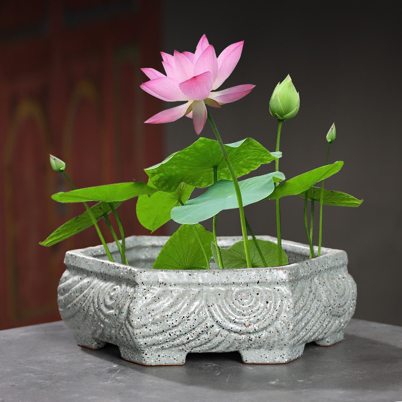 速发大021新款大号六边形陶瓷花盆水培铜钱草碗莲盆2口径