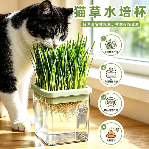 水培猫草杯盆栽懒人猫草专用水培