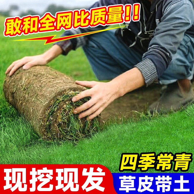 现货速发真草坪草土花园庭院植物带泥土马尼拉草四季青果岭百慕大