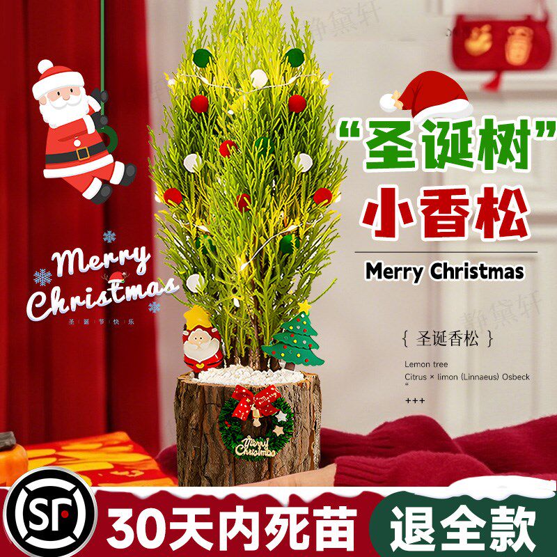 速发202松新款饰诞树香松盆栽桌面绿植香冠柏宝塔5放轻松摆件装圣