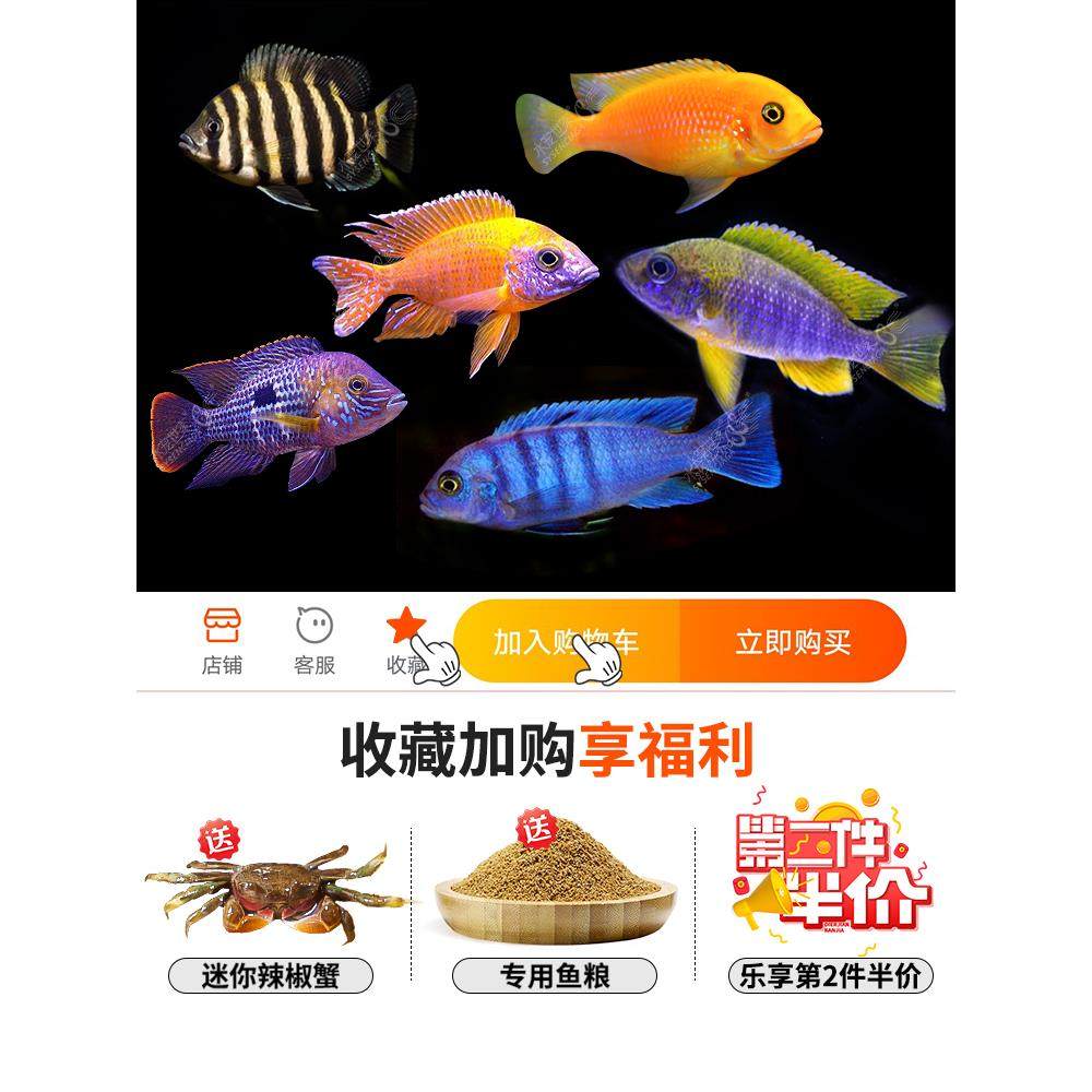 三湖慈鲷鱼活体马鲷阿里非洲王子十间虎皮热带淡水观赏鱼小型耐活