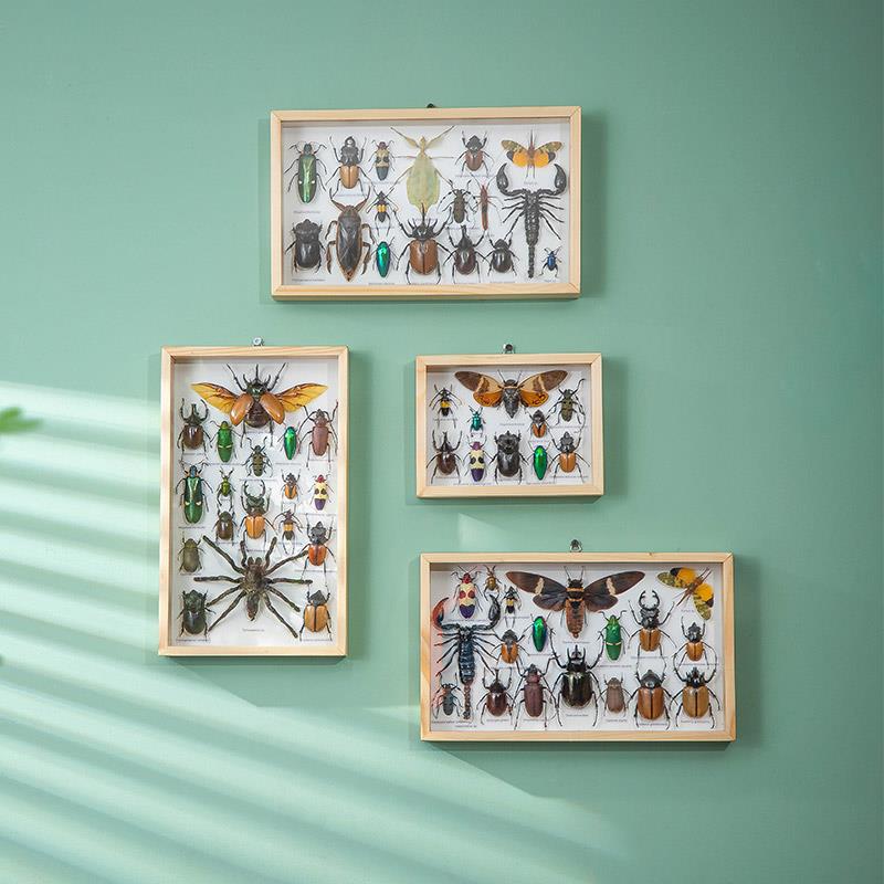 东南亚泰国实木边框真昆虫标本新年儿童礼物学校幼儿园教学具壁挂