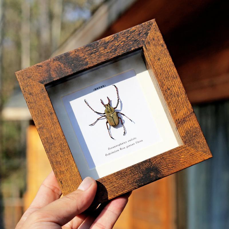 鹿角金龟子标本装饰画展示框真昆虫天牛甲虫实木桌面复古摆件礼品