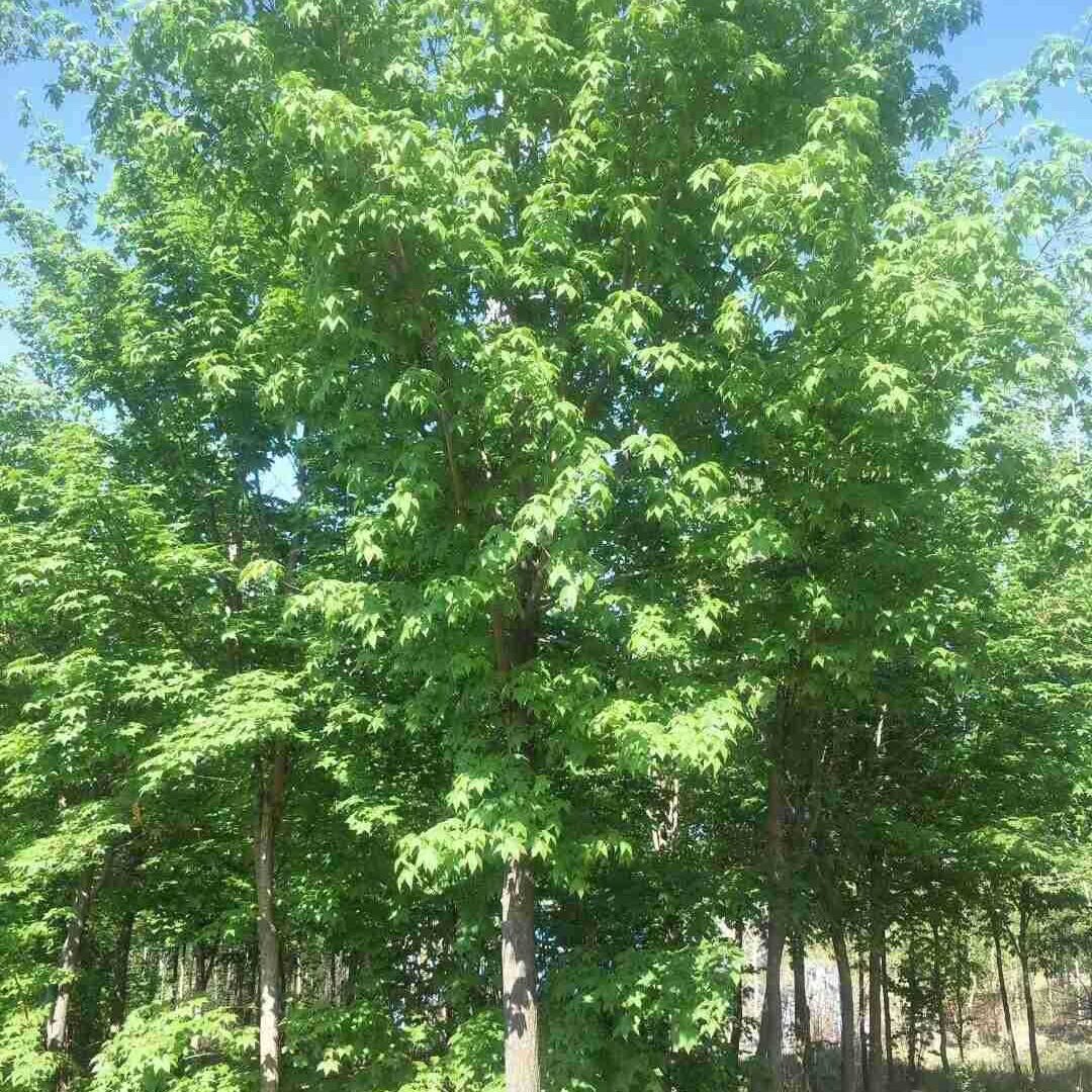 小区改建风景树枫叶大棵五角枫8--10公分枫树行道树小区绿化用苗