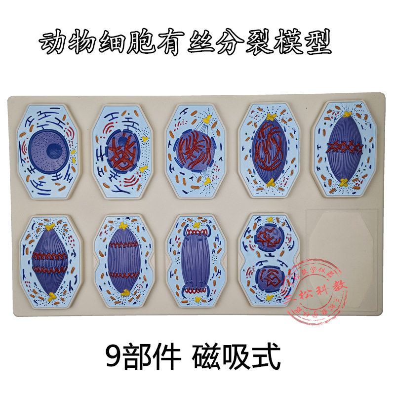 动物细胞有丝分裂模型9部件 生物遗传学 染色体有丝分裂 动物细胞