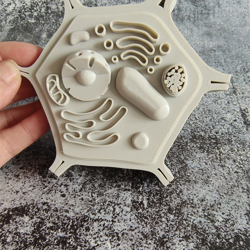 新款生物真核细胞动物细胞植物细胞模型初中高中生物细胞教学教具