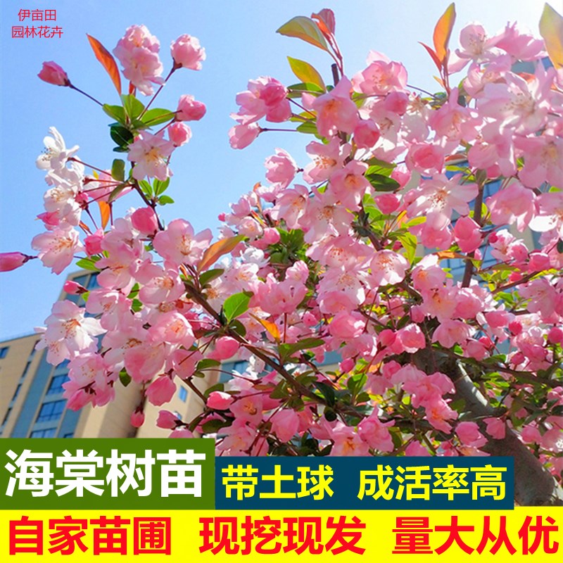 南北方庭院种植西府垂丝北美海棠花树苗地栽四季花卉植物
