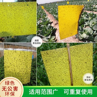 黄板粘虫板诱虫板双面蓝板杀粉虱蓟马飞虫小黑飞果蝇绿植农业诱杀