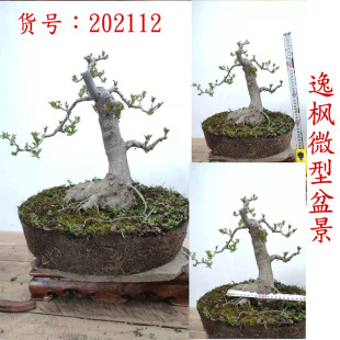 对节白蜡盆景微型素材苗栽掌上大树型熟桩曲杆办公桌包邮