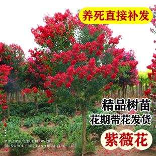 紫薇花树苗盆栽百日红花卉庭院老桩别墅室外绿化植物庭院大苗四季