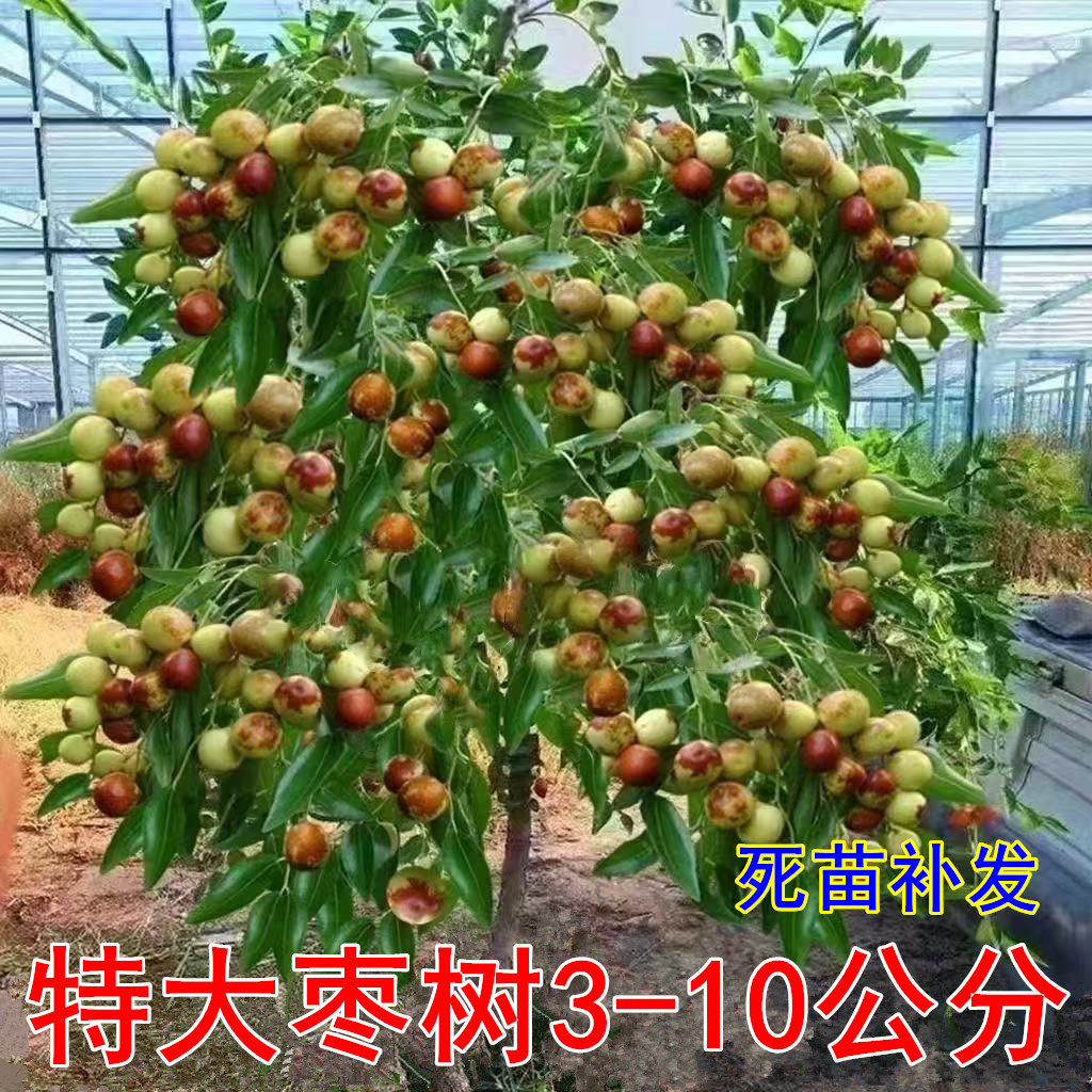 枣树活苗特大北方南方盆栽地庭院当年结果金丝冬大枣树苗嫁接果苗