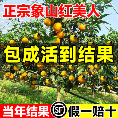 正宗象山红美人柑橘子树苗