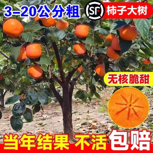 特大脆甜柿子树果苗盆栽庭院果树嫁接苗北方耐寒矮化火晶柿子苗树