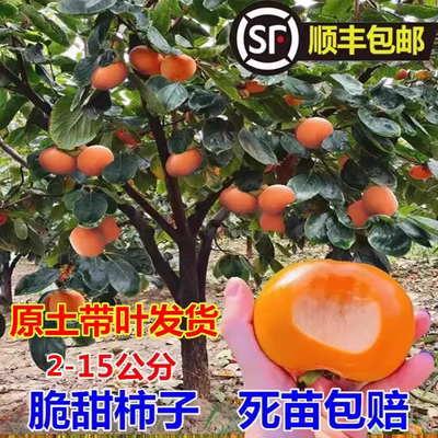柿子树果苗庭院特大脆甜带