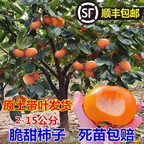 柿子树果苗庭院特大脆甜带