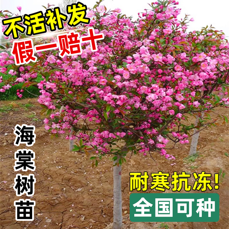 海棠花树苗高杆西府垂丝北