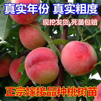 早熟水蜜桃树苗嫁接黄苖当