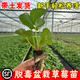 草莓苗秧盆栽四季 结果丹东红颜奶油牛奶大新草莓种植秧苗南方批发