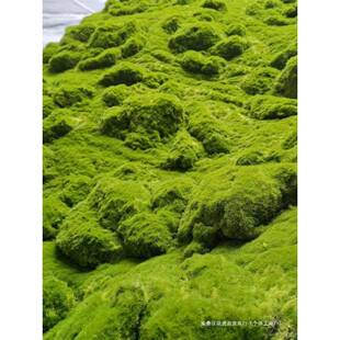 永生绿苔草皮IHD苔假橱藓摆件园林造景盆景窗藓苔装饰墙人造草坪