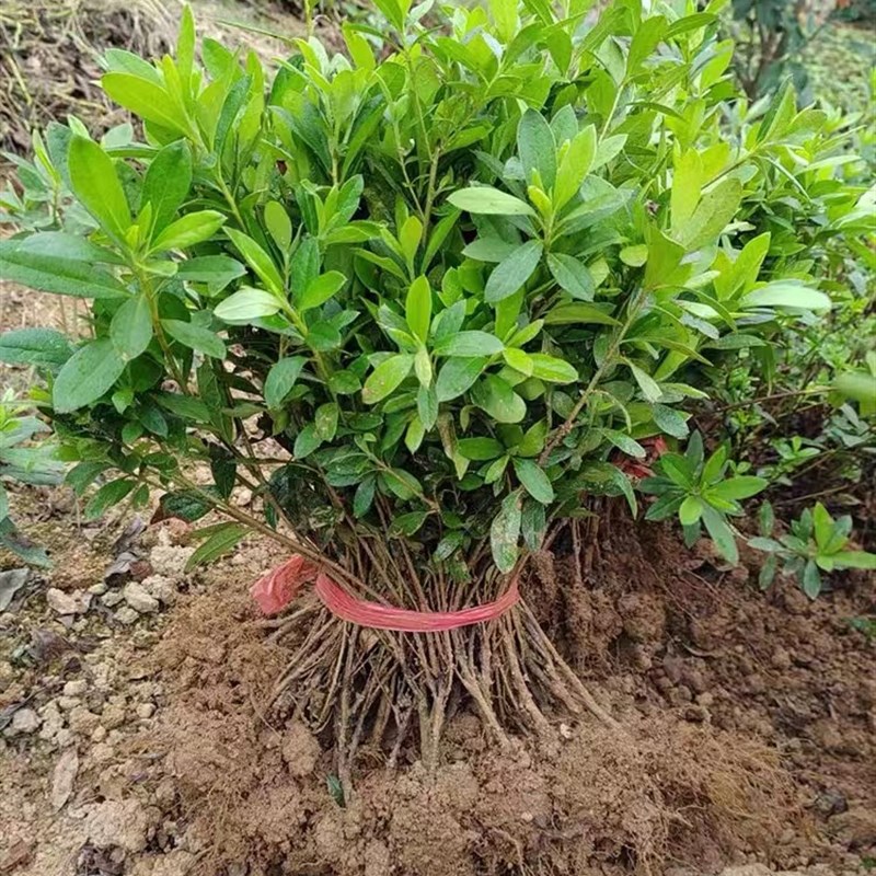 杜鹃花苗工程毛杜鹃量大春夏开花鹃庭院花卉盆栽社区绿化植物包邮