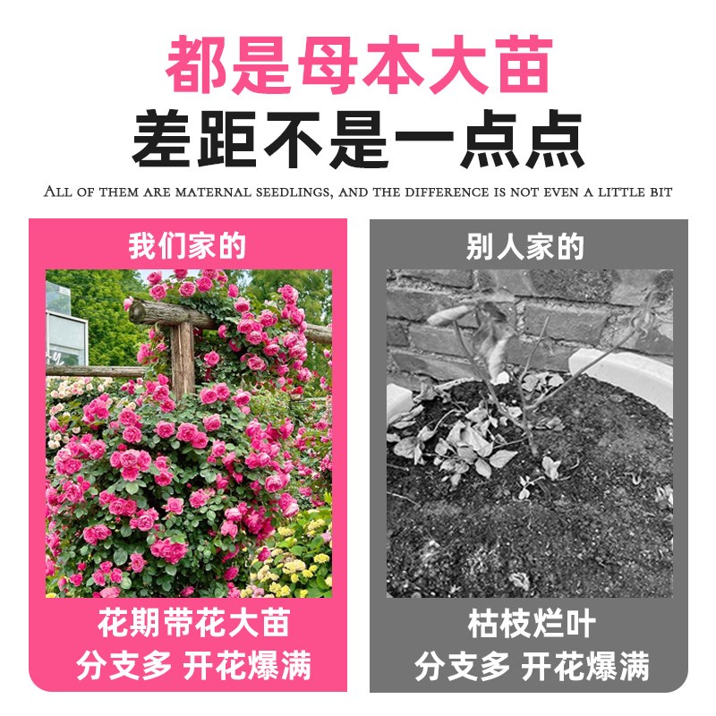 【1米8大苗】蔷薇花苗藤本月季花苗爬藤植物四季开花卉盆栽玫瑰