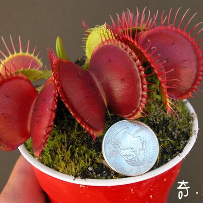 B52捕蝇草超大特大巨夹大嘴苗捕蚊草捕虫草扑蝇草盆栽多肉驱蚊趣