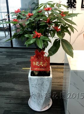 厦门绿植大型公室植物公司开业乔迁家居发财树客厅大盆栽落地室内