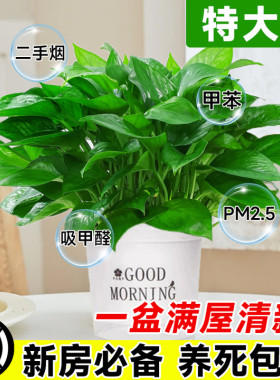 绿萝盆栽植物大叶长爬藤绿箩办公室内净化空气吸甲醛水培垂吊绿植