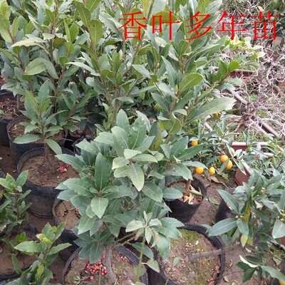 香叶树苗亦名月桂叶食用植物中药材盆栽居家做菜调料四季常青绿植