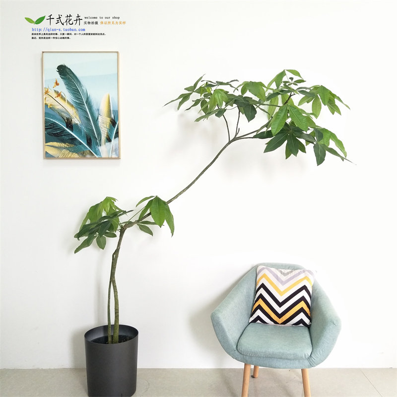 南宁千式花卉发财树室内客厅美植C物盆栽办公室绿植观叶个性造型