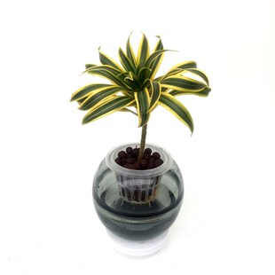 华清花卉b 水培金边白合竹室内绿植盆栽