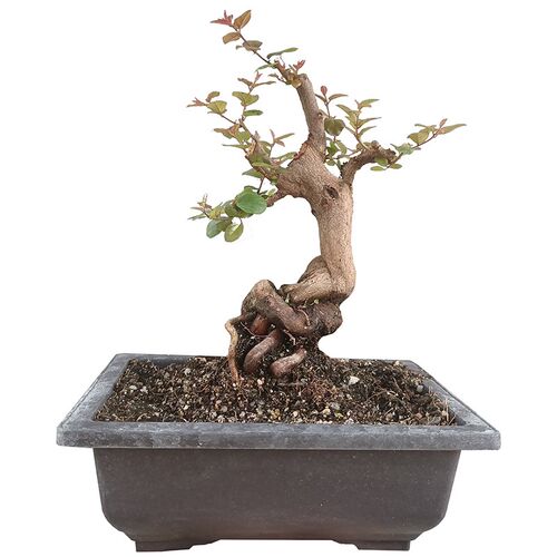 老桩雀梅盆景真品吸甲醛净化空气带盆栽好观茎植物W室内开花结果