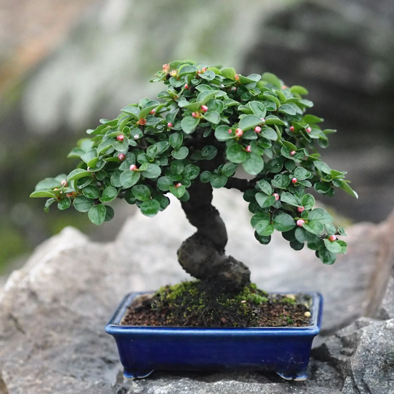 白花荀子苏梨木白紫檀荀子老w桩造型盆景矮霸庭院阳台茶室绿植盆